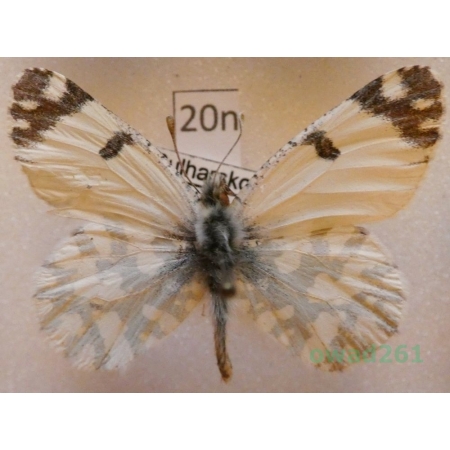Euchloe ausonia (Hubner, 1805) Bulgaria20n
